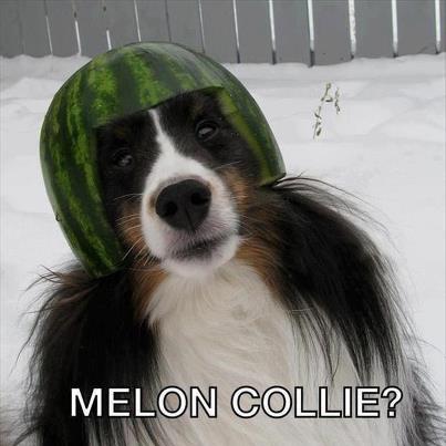 melon_collie.jpg